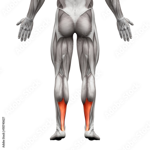 Fotografía Achilles Tendon - Anatomy Muscle - isolated on white
