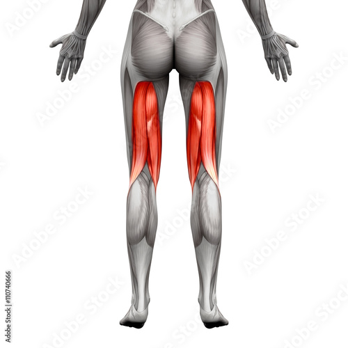 Hamstrings Muscles - Anatomy Muscle isolated on white photo