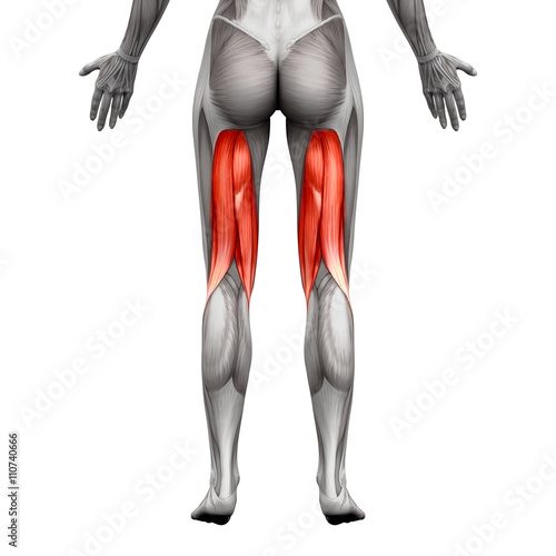 Hamstrings Muscles - Anatomy Muscle isolated on white