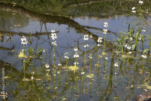 Water violets (Hottonia palustris) flowering photo