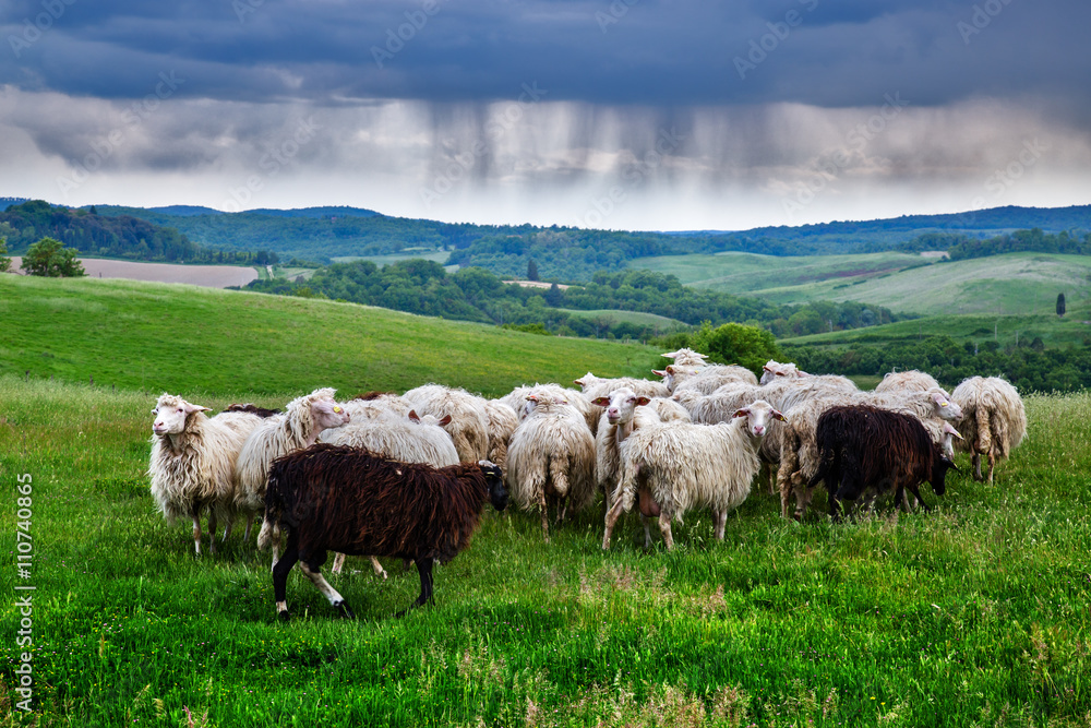 Fototapeta premium Sheeps on the green field in Tuscany (Italy) at the storm sky background