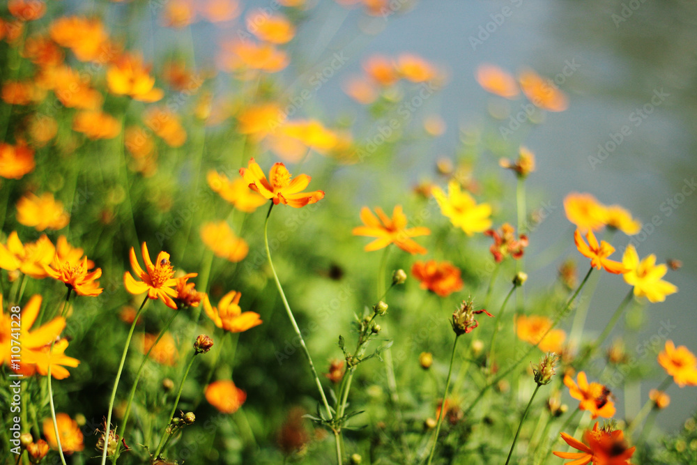 Yellow Cosmos flowers with bee Yellow Cosmos flowers with bee