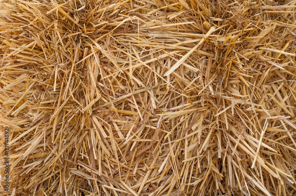 View of golden straw background