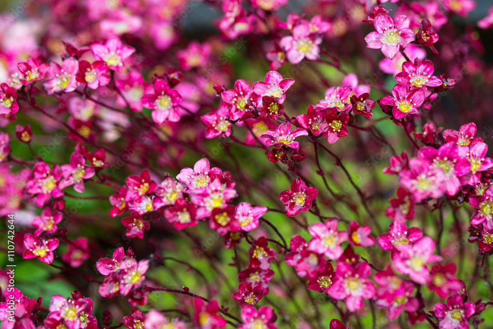 Beautiful small red moss blooms after the rain, natural floral background, small depth of field Beautiful small red moss blooms after the rain, natural floral background, small depth of field