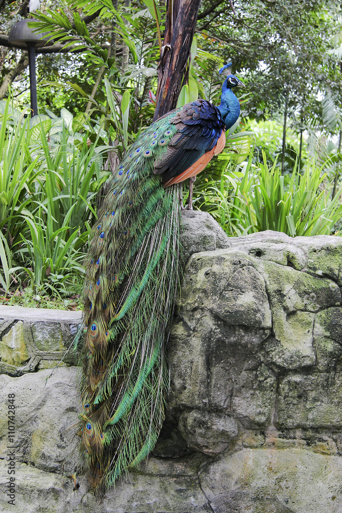 Obraz premium Peacock sitting on a stone wall with a closed tail