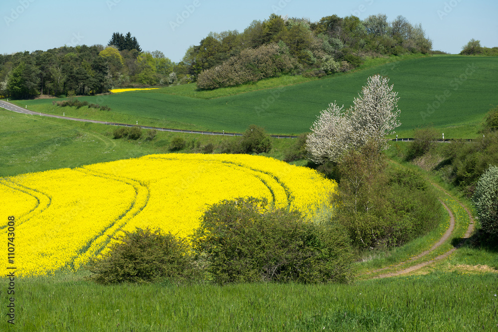 Fototapeta premium Bright oilseed rape field in the valley between the hills, Germany