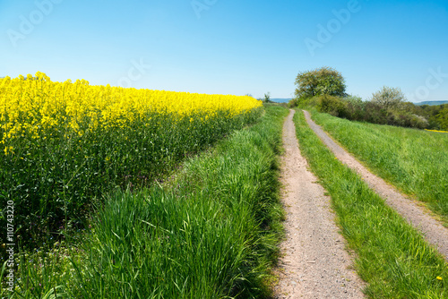Bright oilseed rape field and rural road in the valley, Germany