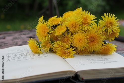 Одуванчики и открытая книга