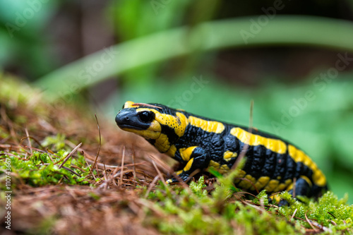 Fire Salamander with yellow spots in the forest