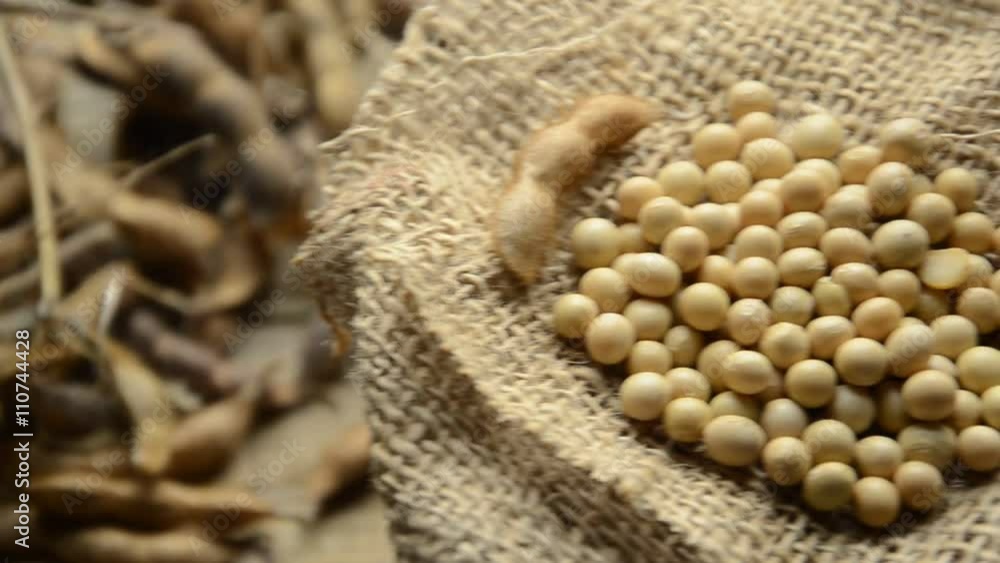 Glycine max Սոյա فول الصويا Σόγια Soia ダイズ सोयाबीन Sojabohne Soja