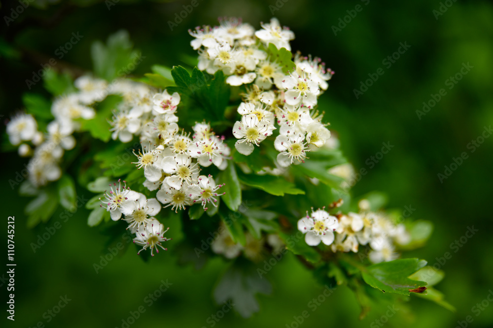 Apple tree flower in garden Apple tree flower in garden