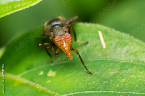 Macro photography showing a fruit fly © keongdagreat