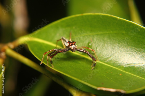 Macro photography showing a spider