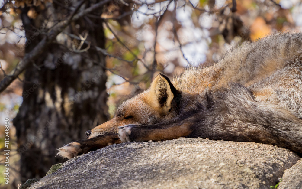 Red fox (Vulpes vulpes) taking a nap Red fox (Vulpes vulpes) taking a nap