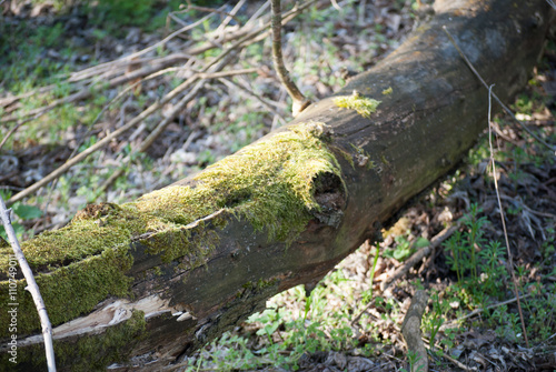 Green moss in spring forest at lakeside in Special Nature Reserve Carska Bara