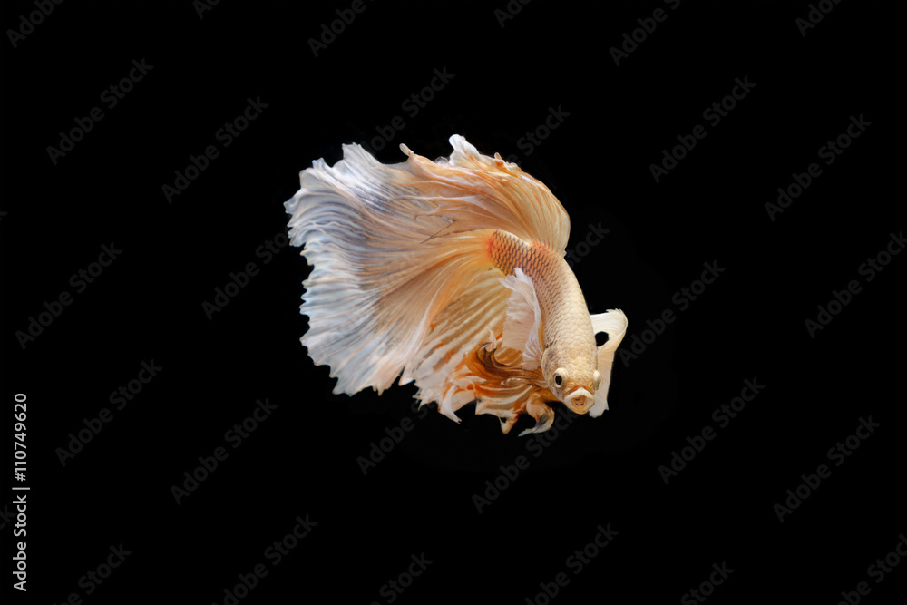 Moving moment of big ear siamese fighting fish isolated on black Moving moment of big ear siamese fighting fish isolated on black