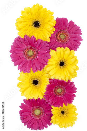 pink and yellow daisy flowers
