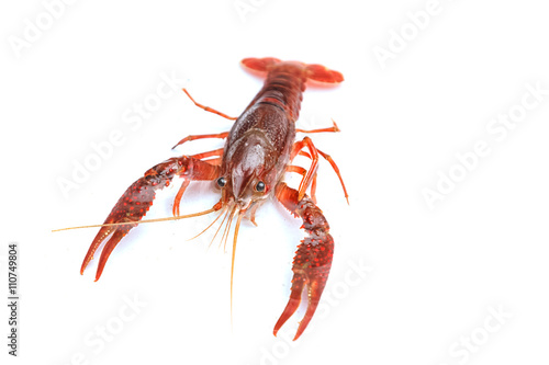 Red crayfish on white background