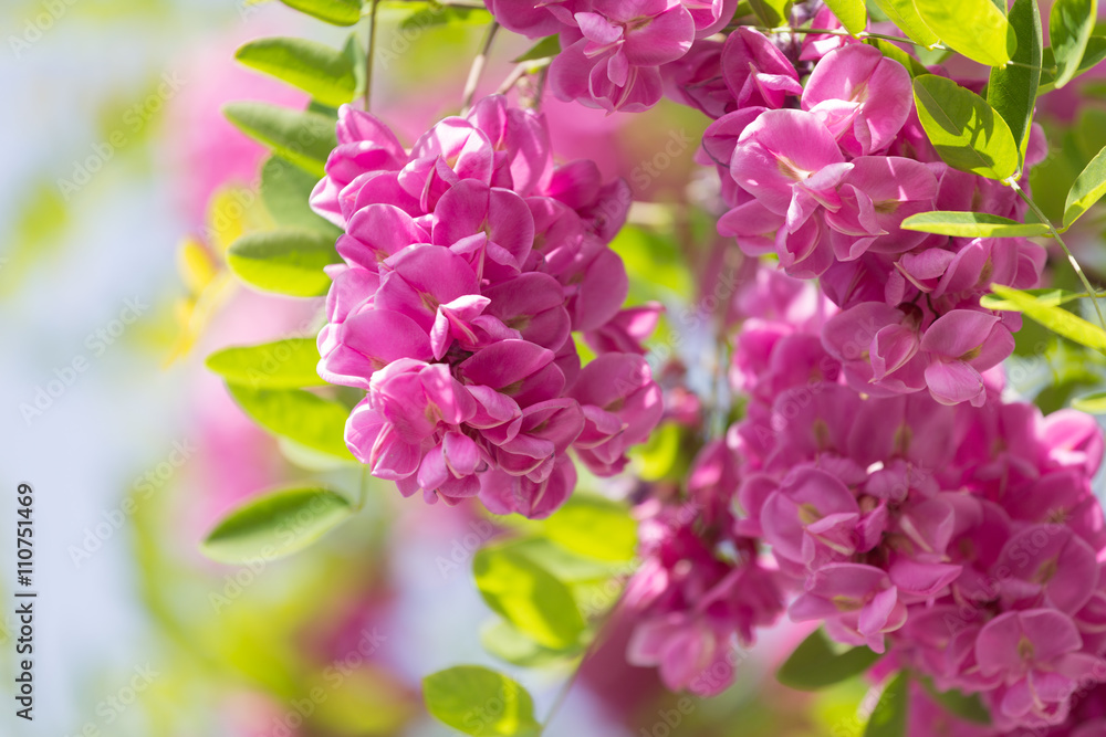 Fototapeta premium blossoming pink acacia (Robinia Viscosa) close up