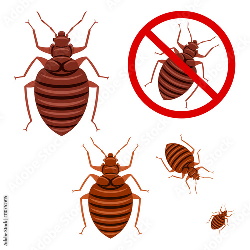 Bug
