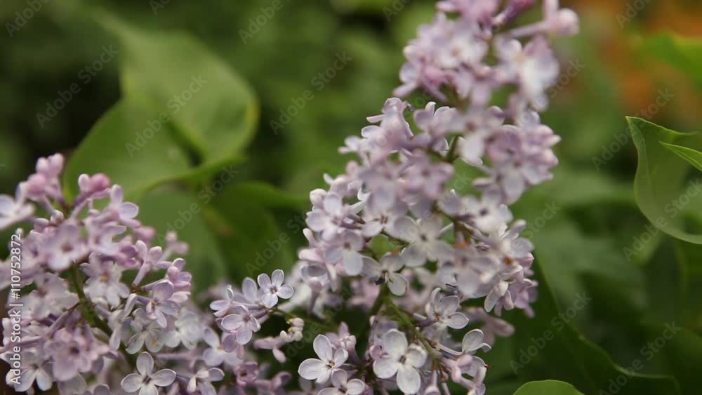blooming lilac bush reeling in the wind. blooming lilac bush reeling in the wind.