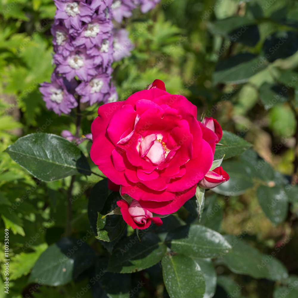 Red Roses on the Branch in the Garden Red Roses on the Branch in the Garden