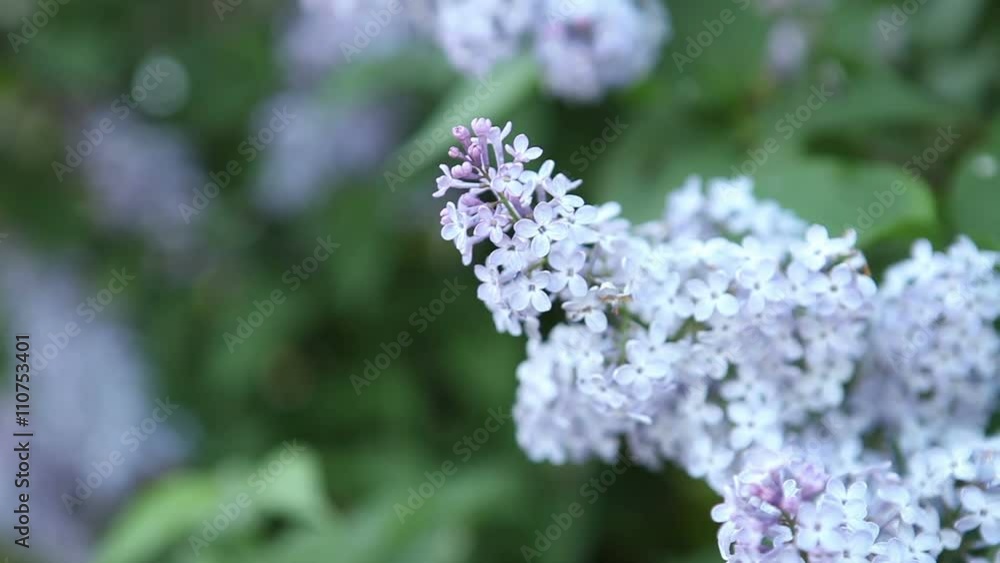 blooming lilac bush reeling in the wind. blooming lilac bush reeling in the wind.