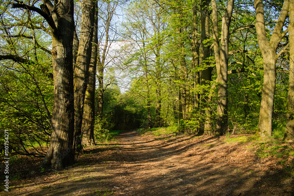 Fototapeta premium spring park