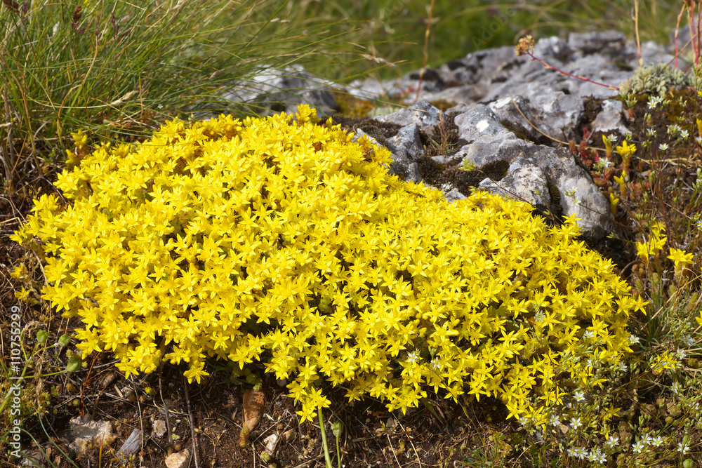 Obraz premium Cluster of Sedum