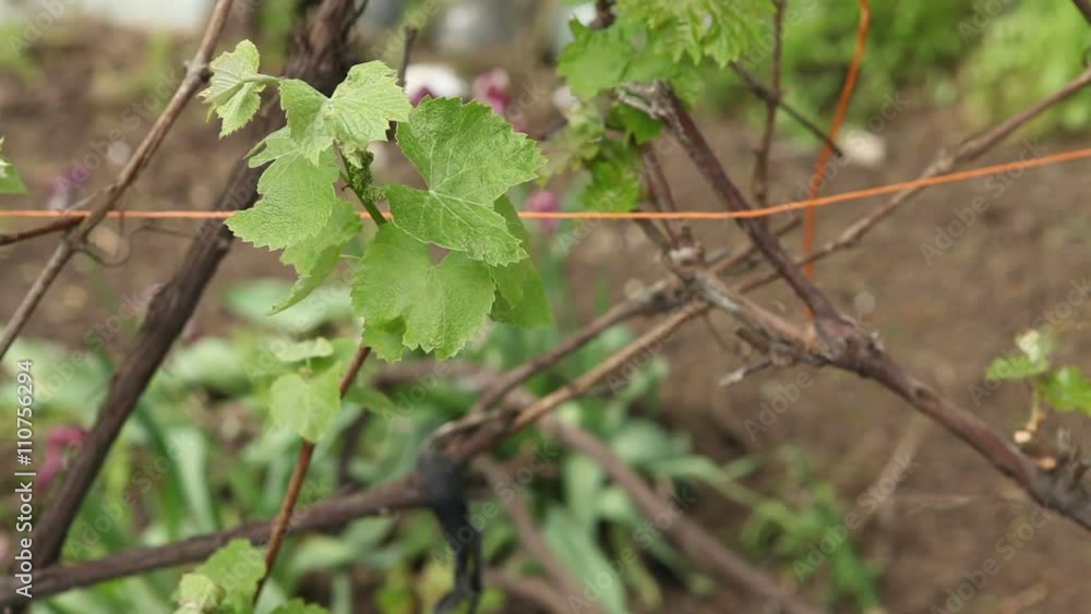 sprouts young grape sway in the wind. sprouts young grape sway in the wind.