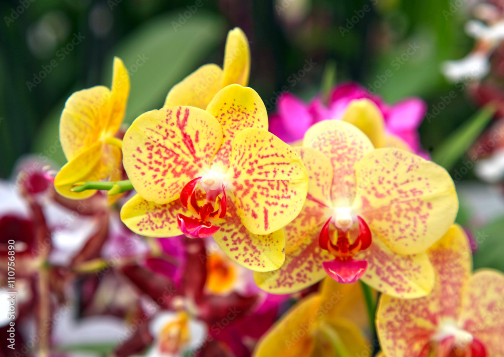 Fototapeta premium Beautiful yellow orchids with red spots close up