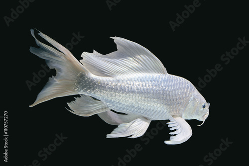 platinum carp fish in aquarium cabinet black background