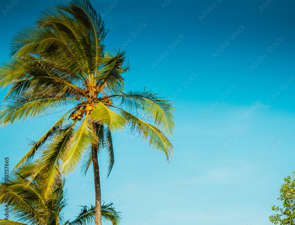 Coconut tree against blue sky