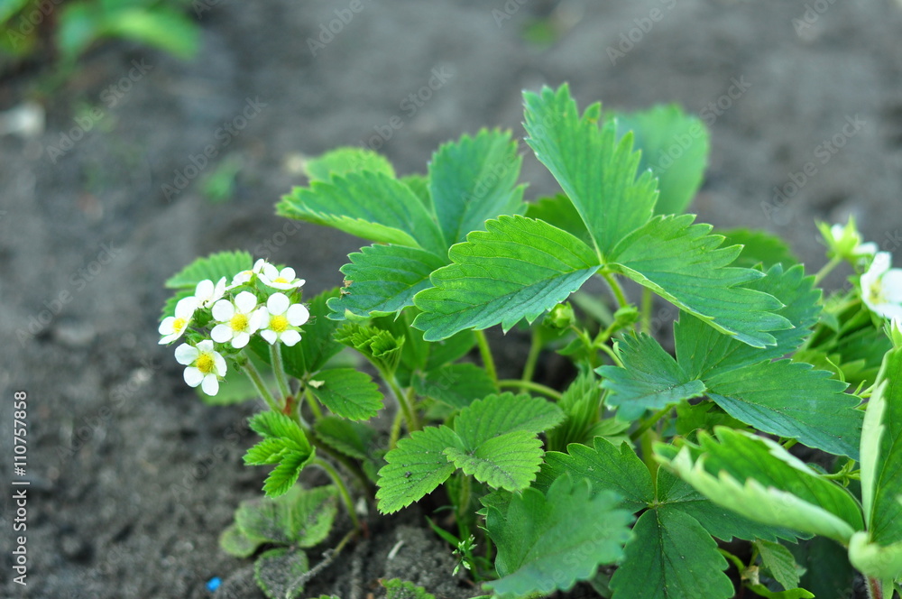 Fototapeta premium Kwitnące sadzonki młodych truskawek