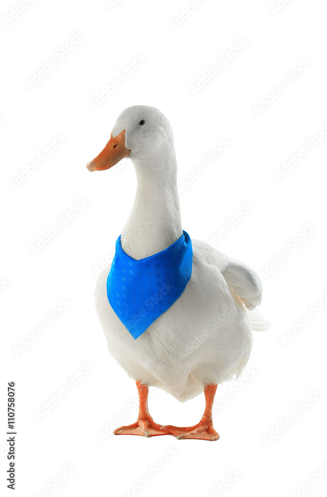 Obraz premium duck
