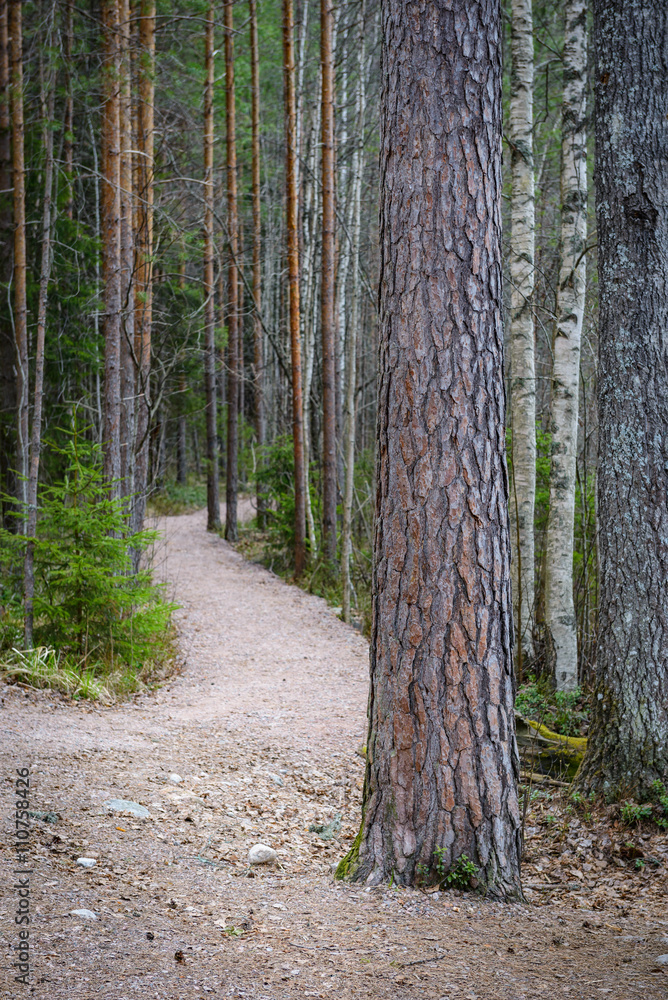 Naklejka premium Hiking path in Repovesi national park in Finland