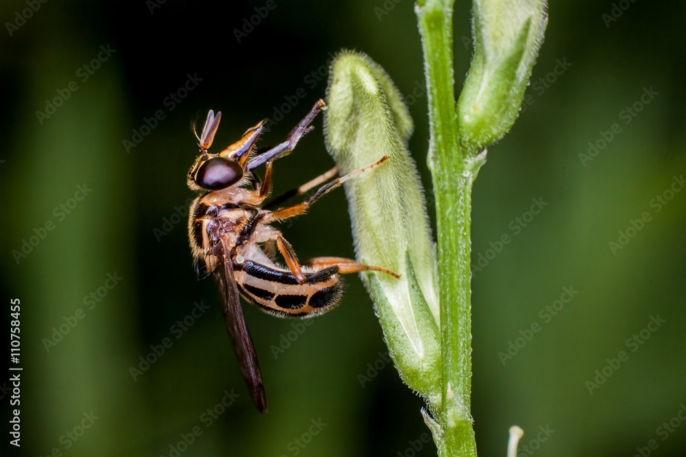 Macro photography showing a fruit fly Macro photography showing a fruit fly