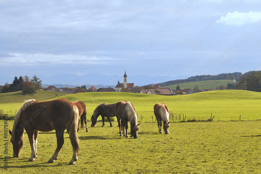 Fototapeta premium Pferde vor Dorf mit Barockkirchturm