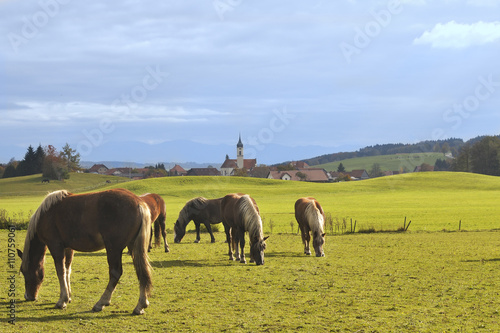 Pferde vor Dorf mit Barockkirchturm