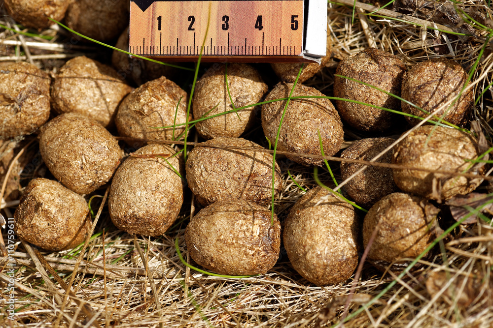 Fototapeta premium Elk's excrements with scale