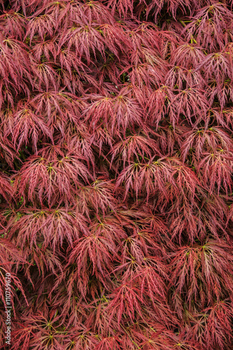 Vibrant red feathery maple leaves in an English garden.