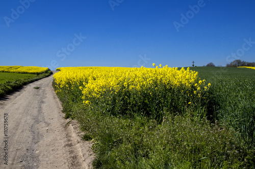 Weg durch Rapsfelder