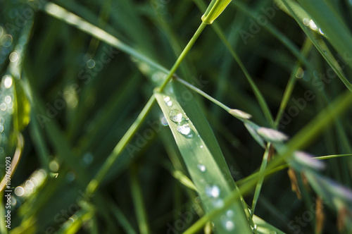 Wallpaper Macro dews on green Grass