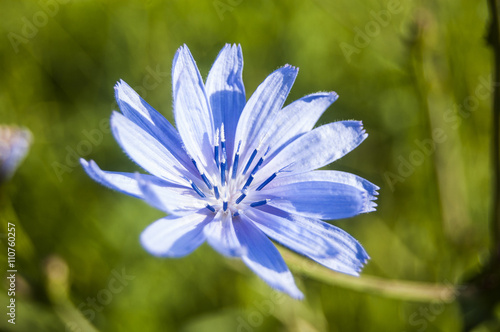 Wallpaper Macro light blue flower on green blur background