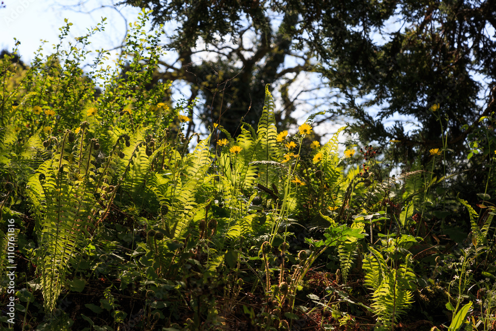 Obraz premium Yellow wildflowers in a British woodland.
