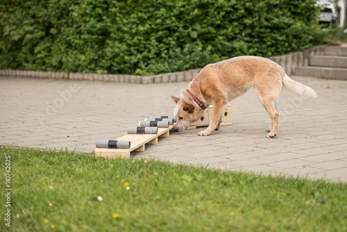 Hund sucht mit Nase im Suchfeld - Australien Cattle dog photo