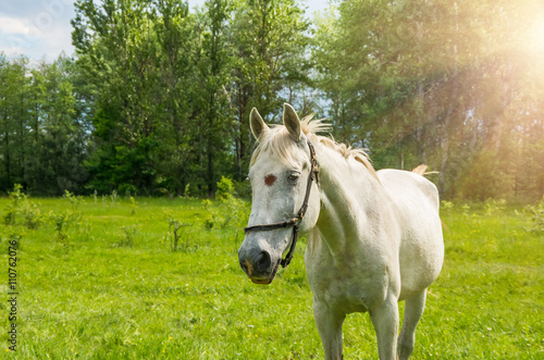 Fototapeta Naklejka Na Ścianę i Meble -  Horse on a green meadow