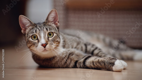 Fototapeta Naklejka Na Ścianę i Meble -  Striped cat with white paws lies