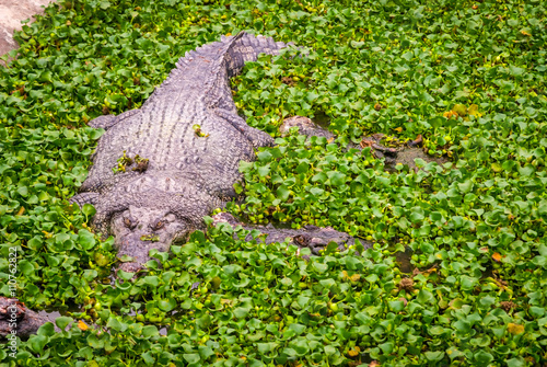 Fototapeta Naklejka Na Ścianę i Meble -  Crocodile in water between plants