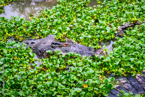 Crocodile in water between plants